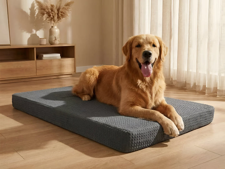 Comfortable Pet Beds Improve Pets Rest