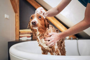 Simple Pet Bath Supplies For Clean Pets
